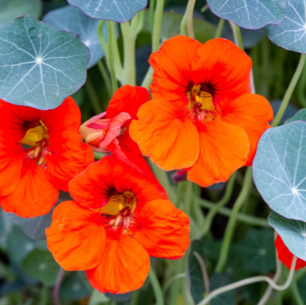 Bedding Plants