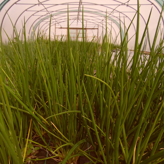 Scallions - 1kg